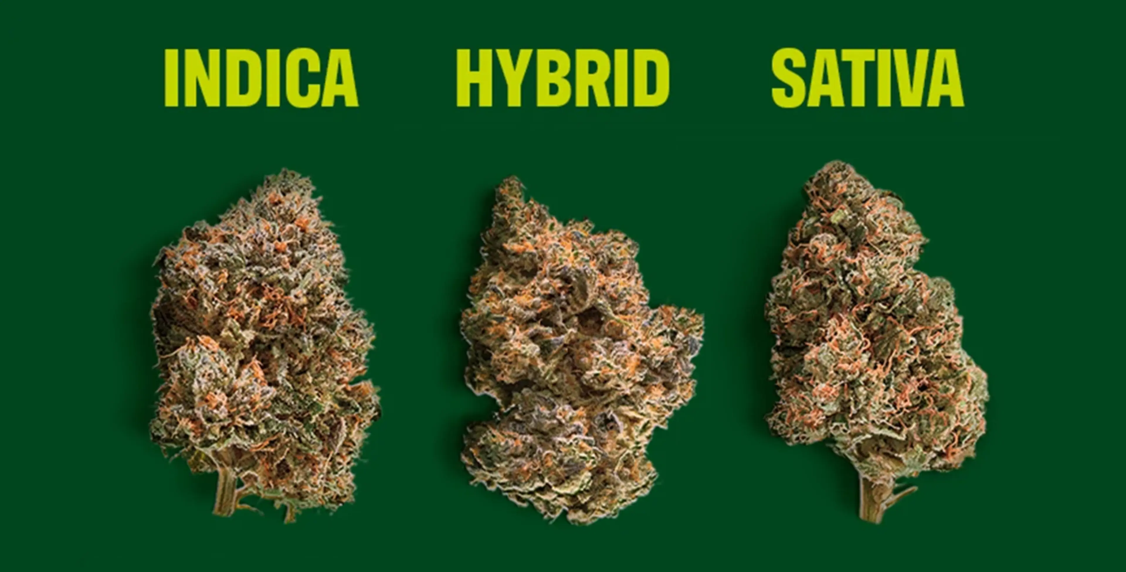 indica vs sativa